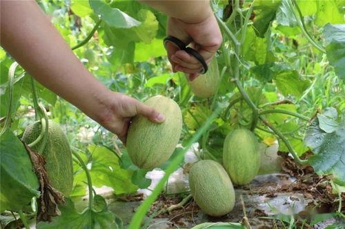 哈密瓜在哪里可以免费吃,寻味之旅，尽享甜蜜时光  第2张